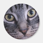 Grey Kitten Face Magnets