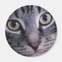 Grey Kitten Face Magnets