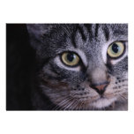 Grey Kitten Face Personalized Invitation