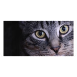 Grey Kitten Face Photo Cards