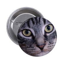 Grey Kitten Face Pinback Buttons