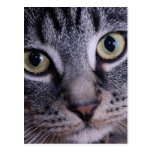 Grey Kitten Face Post Card