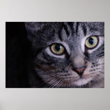 Grey Kitten Face Poster