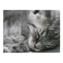 Grey Kitty Sleeping Postcard