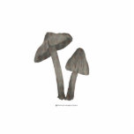 Grey Mushrooms with Flax Sculpture Cut Outs