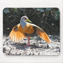 Grey-necked Woodrail drying off mousepads