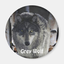 GREY PACK WOLF Collection Magnet