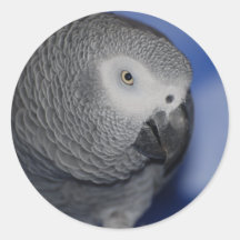 Grey Parrot Sticker