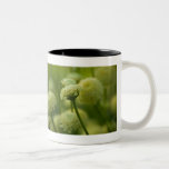 Grey Santolina | Graues Heiligenkraut Mug