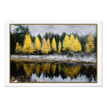 Grey Skies Over Tamarack Bog Photo