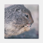 Grey Squirrel Close-Up Fridge Magnets