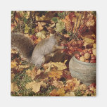 Grey Squirrel Feeding Fridge Magnet