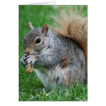 Grey Squirrel  Greeting Card