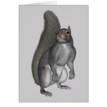Grey Squirrel Greeting Cards
