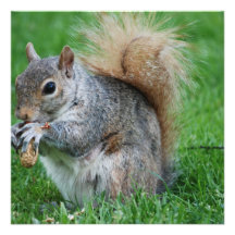 Grey Squirrel Invitations