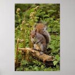 Grey Squirrel Poster/Print