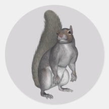 Grey Squirrel Round Stickers