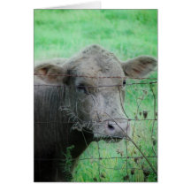 Grey Steer Cards