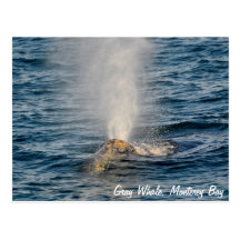 Grey Whale Post Card