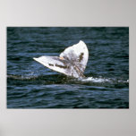 Grey whale poster