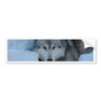 Grey wolf bumper stickers