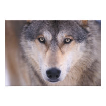 grey wolf, Canis lupus, close up of eyes in