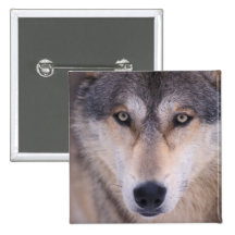 grey wolf, Canis lupus, close up of eyes in Pins