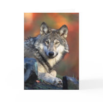 Grey Wolf