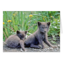 Grey Wolf Cubs Greeting Card
