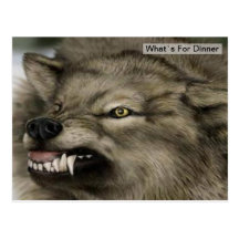 Grey Wolf Dinner Time Postcard