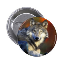 Grey Wolf, Endangered Species Digital Photography Pinback Buttons