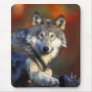 Grey Wolf, Endangered Species Digital Photography