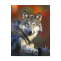Grey Wolf, Endangered Species Digital Photography