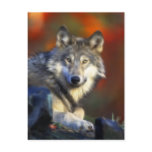 Grey Wolf, Endangered Species Digital Photography postcards