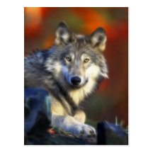 Grey Wolf, Endangered Species Digital Photography Post Cards