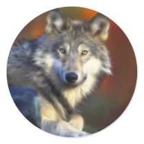 Grey Wolf, Endangered Species Digital Photography