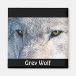 Grey Wolf Eyes Wildlife Collection Fridge Magnets