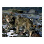 Grey Wolf foraging along icy river Post Card