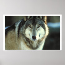 Grey Wolf from JungleWalk