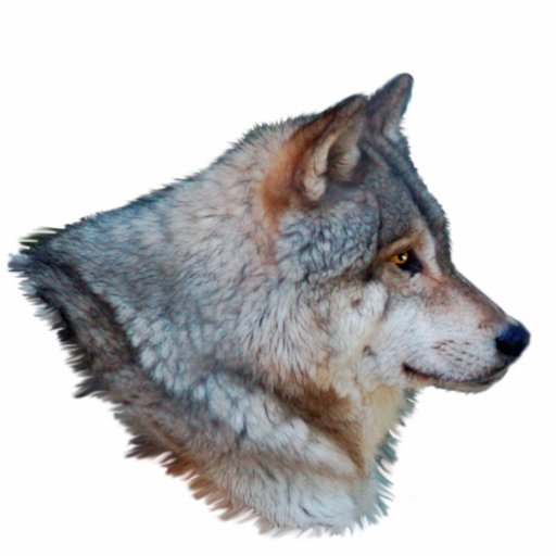 GREY WOLF HEAD Wildlife Art Sculpted Gift Item Photo Cut Outs