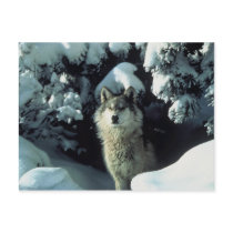 Grey Wolf