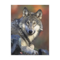 Grey Wolf