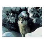 Grey Wolf Postcard