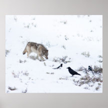 Grey Wolf Poster
