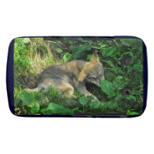 Grey Wolf Pup Wildlife Photo Blackberry Case