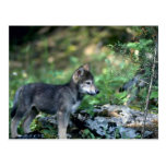 Grey Wolf-small pup in green woods Post Cards