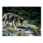 Grey Wolf-small pup in green woods Postcard