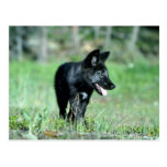 Grey Wolf-summer-(black-phase) cub Post Card