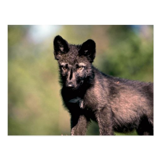 Grey Wolf-summer-(black-phase) cub Postcard