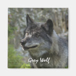 Grey Wolf Wildlife Photography Magnet